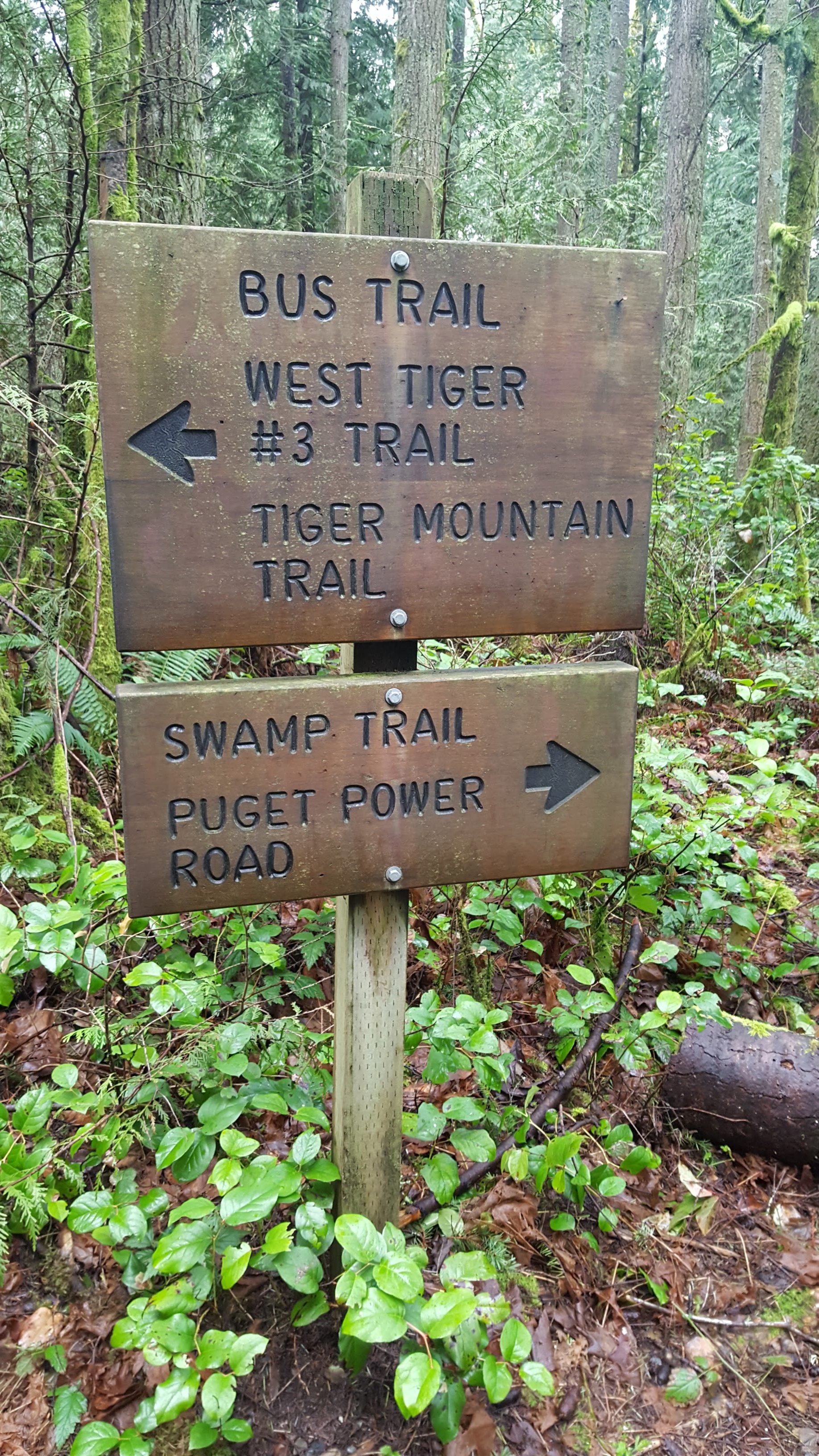 Swamp Trail – West Tiger 3 – Hikes PNW